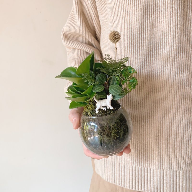 圓葉發財樹混合植栽苔球 - 植栽/盆栽 - 植物．花 綠色
