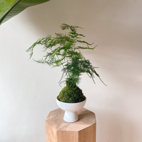 享生活Feng 新版 文竹苔球植栽 含底下瓷盆