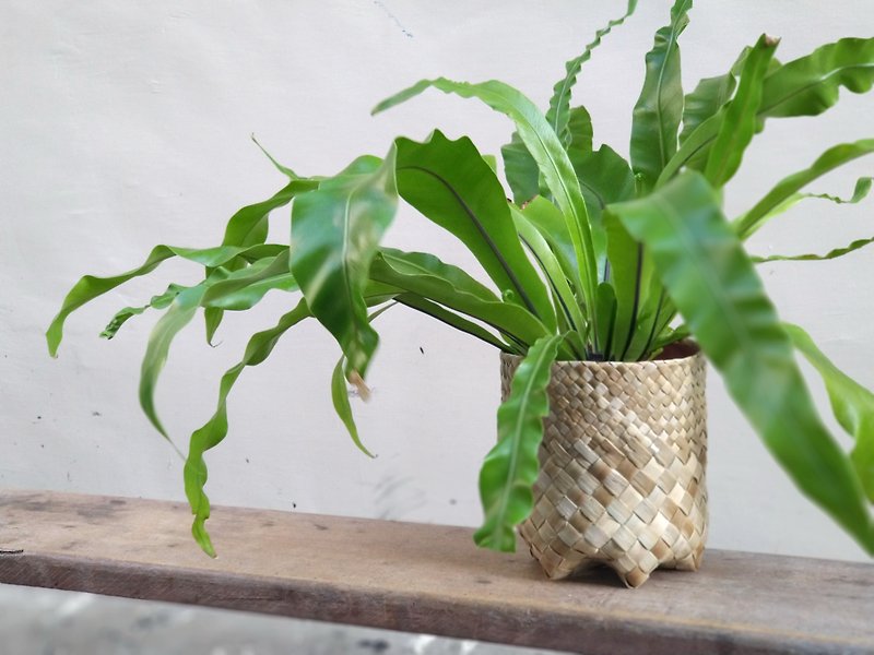 Natural style foliage plant potted flower container - เซรามิก - พืช/ดอกไม้ สีนำ้ตาล