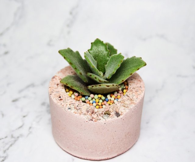 ∣グランドストーンノッチ型多肉土鉢∣手作り土鍋/形寄せ/オーダーメイド ショップ meat-plants-woman 観葉植物 Pinkoi