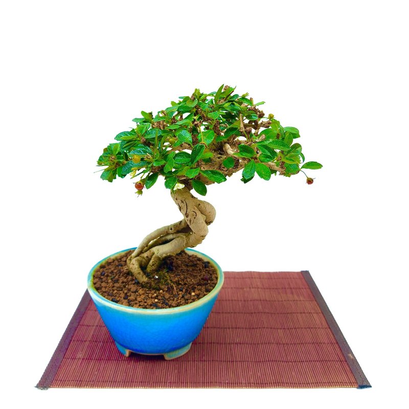 小品盆栽・福建茶 - 盆栽/植栽 - 植物．花 