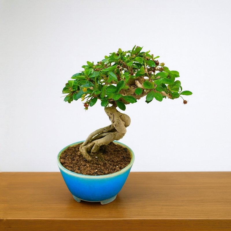 小品盆栽・福建茶 - 盆栽/植栽 - 植物．花 
