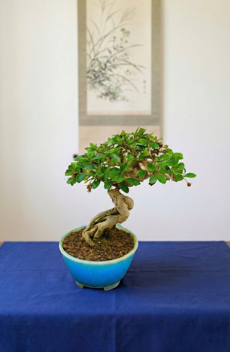 小品盆栽・福建茶 - 盆栽/植栽 - 植物．花 