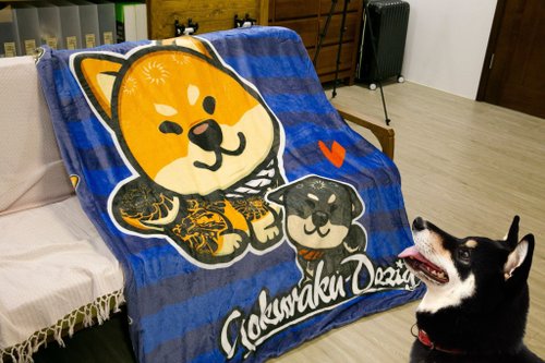 柴犬大學 SHIBA UNIVERSITY 柴犬大學X極楽設計工作室 紋身柴柴雙面毛毯 法蘭絨毯 柴犬毯子