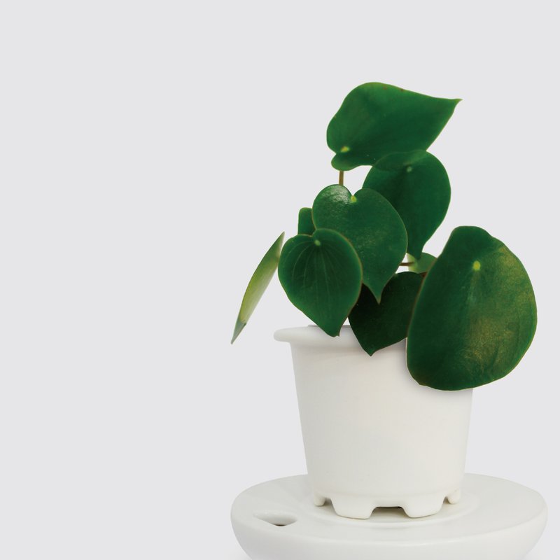 │ Kiln Porcelain Series│ Lotus Leaf Pepper Grass - Air Purification Foliage Plant Porcelain Hydroponic Potted Plant - ตกแต่งต้นไม้ - พืช/ดอกไม้ 