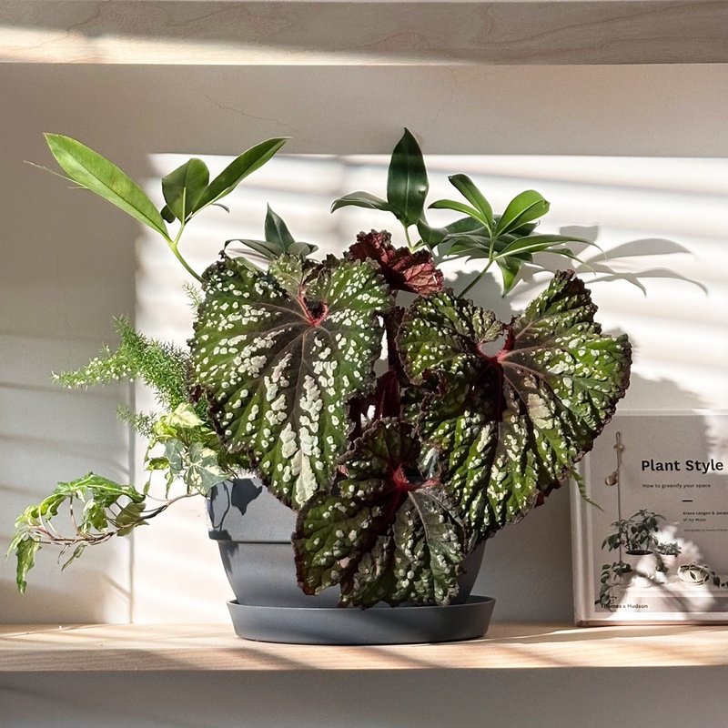綠意日常-羽森 (組合植栽) - 植栽/盆栽 - 植物．花 