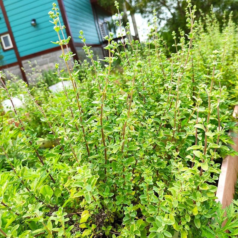 Original leaf marjoram - Taiwan's local natural farming methods - hand-harvested and shade-dried - Tea - Plants & Flowers 