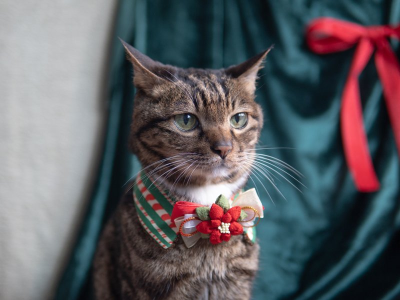 【聖誕系列】寵物領巾 貓咪/狗狗 聖誕花領巾 - 紅色 - 項圈/牽繩 - 棉．麻 紅色