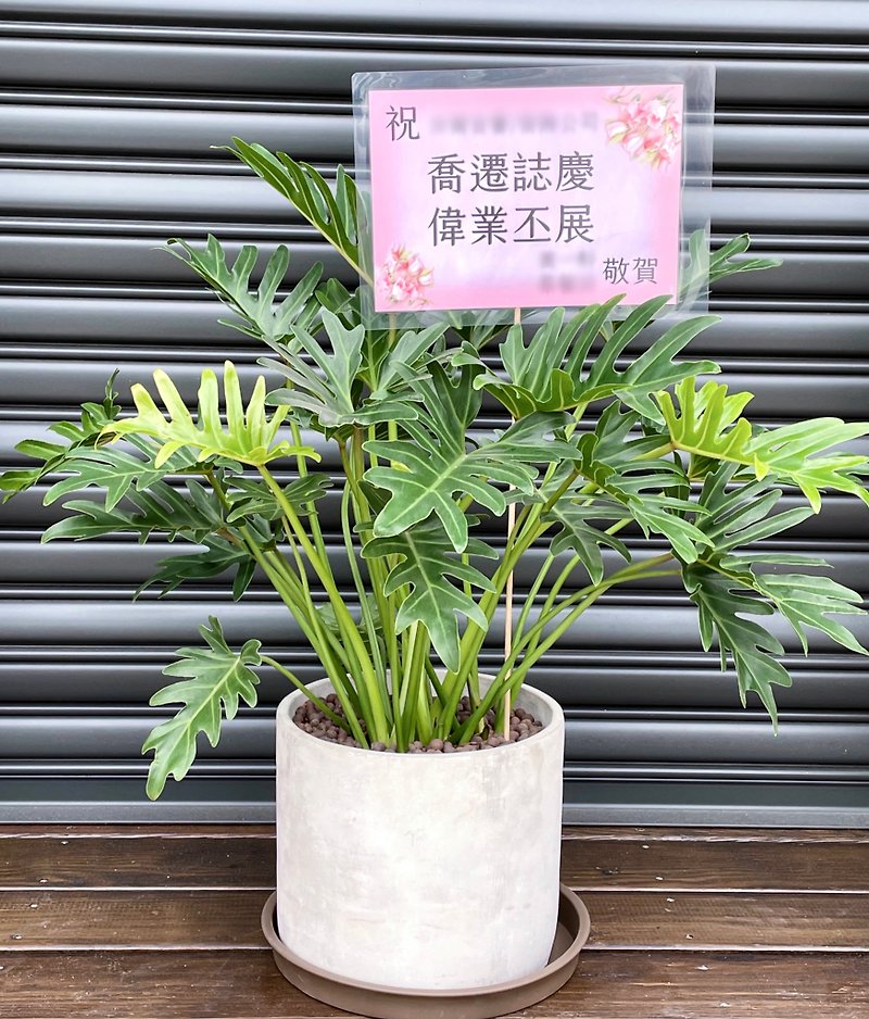 [Limited to Hsinchu area] [Gift Potted Plants] Oliver Philodendron| Cement Textured Basin - ตกแต่งต้นไม้ - พืช/ดอกไม้ 