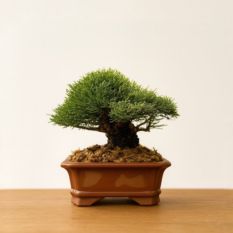 小品盆栽・一葉松 - 盆栽/植栽 - 植物．花 