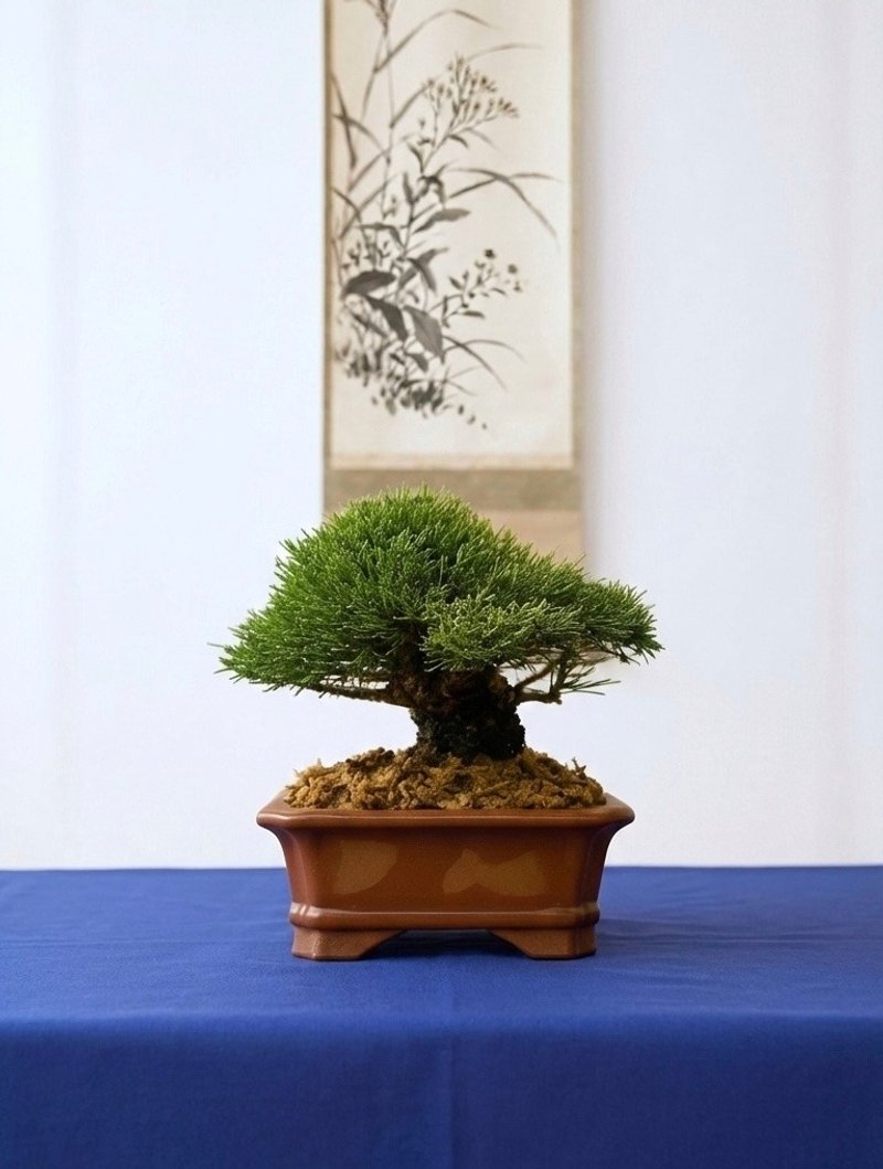 小品盆栽・一葉松 - 植物/盆栽/盆景 - 植物．花 
