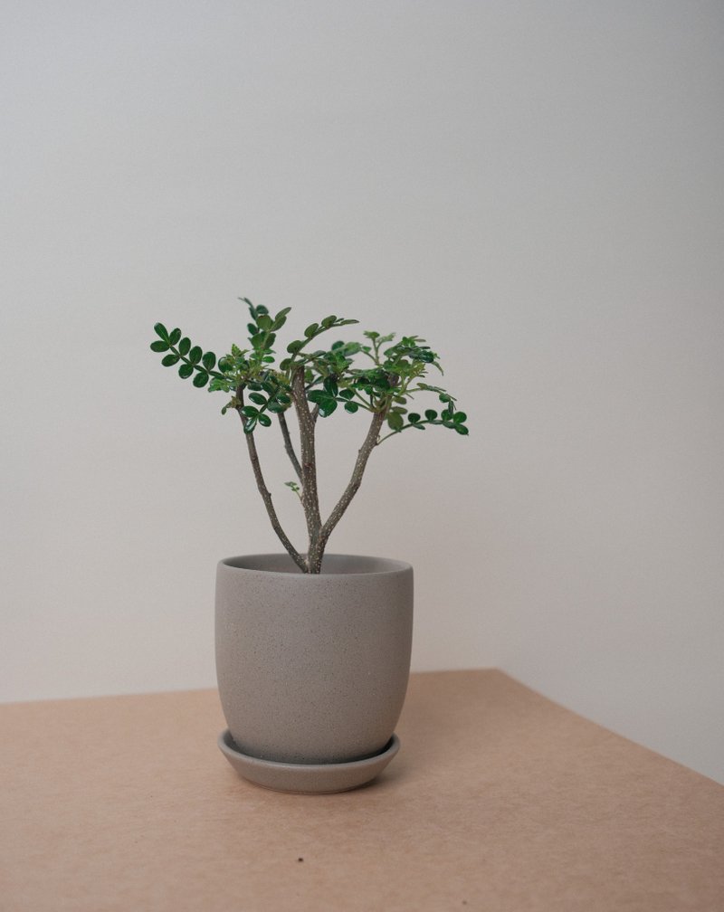 胡椒木 - 盆栽/植栽 - 植物．花 