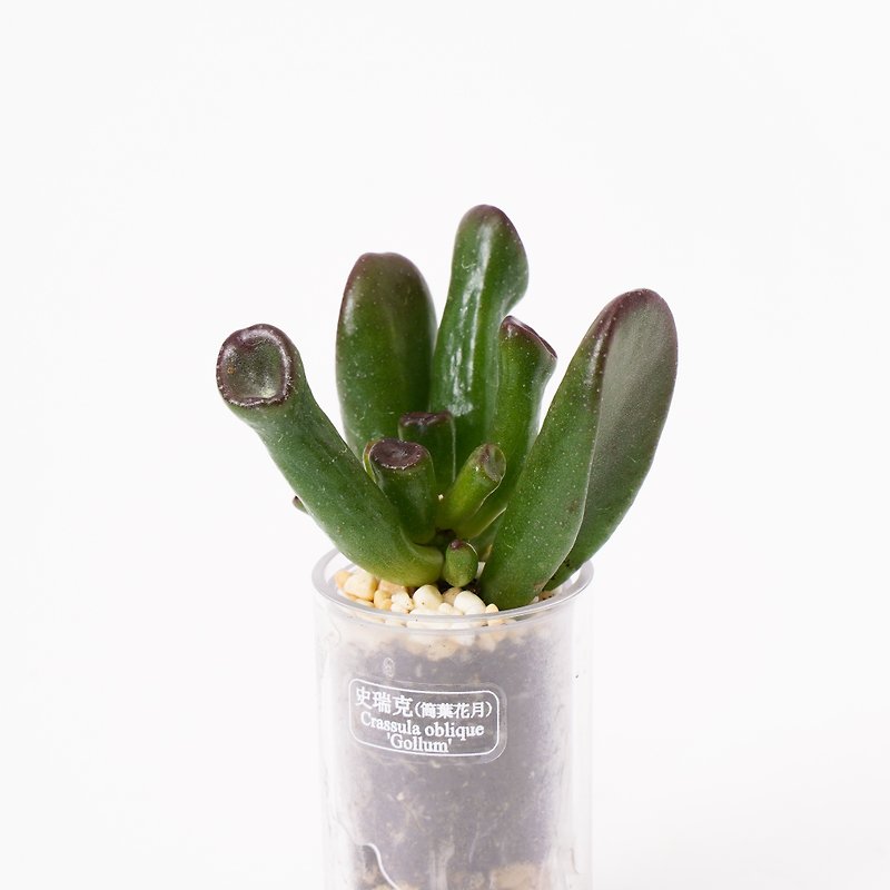 【Shrek】Succulents Smart Potting Jar | Shiguang - Plants - Plants & Flowers 