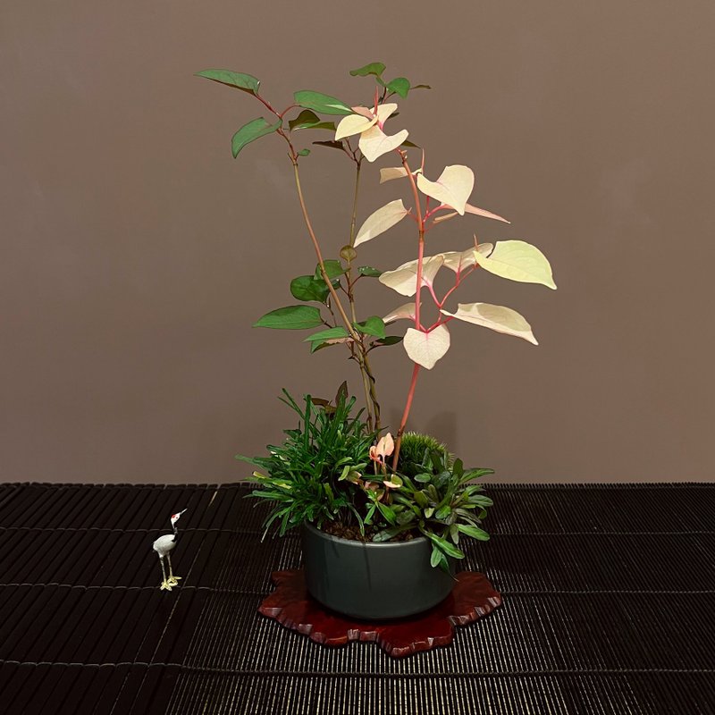 Japanese variegated knotweed | Hezhi mountain wild grass potted plant - Plants - Pottery 