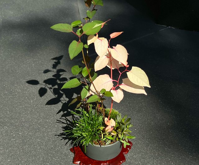 斑入りイタドリの鉢植え | 和志山野草の鉢植え - ショップ mu bonsai 観葉植物 - Pinkoi