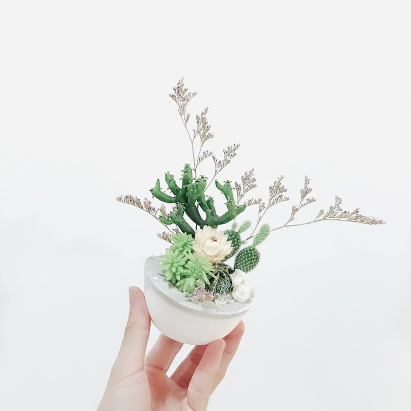 Third Floor【森林 II 】 仙人掌&水泥盆 | DIY&乾燥花 - 盆栽/植栽 - 植物．花 