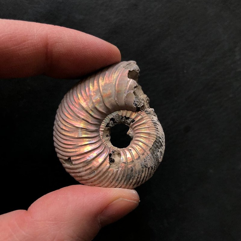 Collectible Pyrite Ammonites Quenstedtoceras, Pyritized Ammonites - Other - Gemstone 