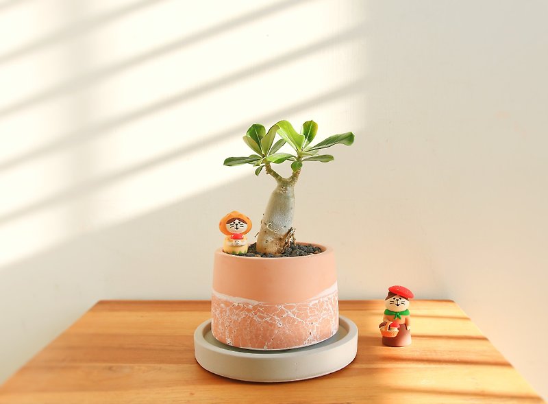 [Limited Edition] Desert Rose·Pink Orange Cracked Cement Potted Plant/Customized English Letters - ตกแต่งต้นไม้ - ปูน สีส้ม