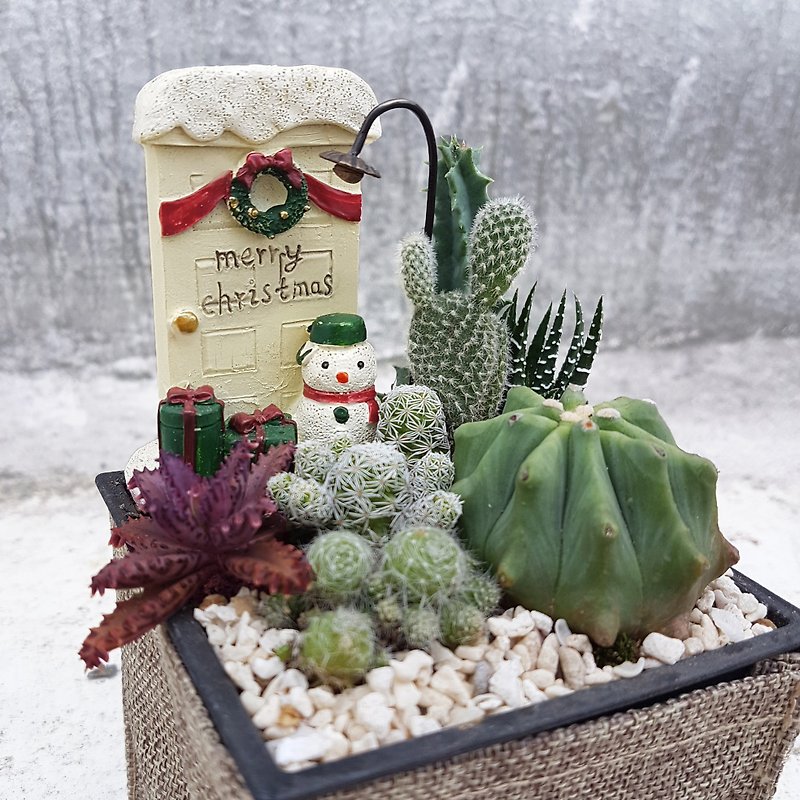 聖誕雪人簡約好禮 仙人掌與多肉組盆 (Christmas snowman ) - 植栽/盆栽 - 防水材質 