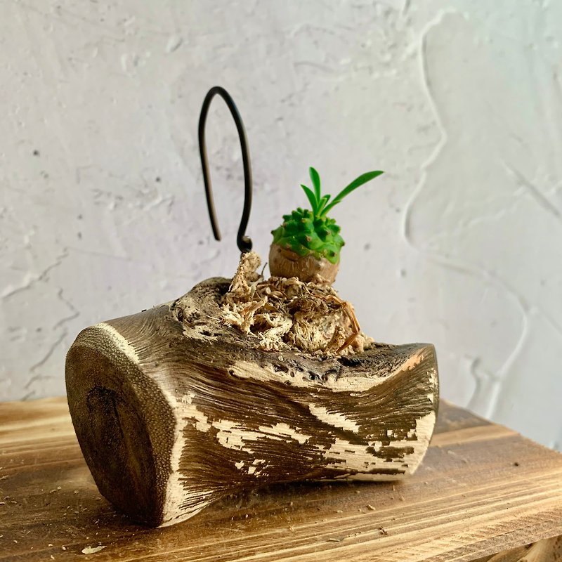 Handmade wood design potted ornaments succulents Emei Mountain - Plants - Wood 