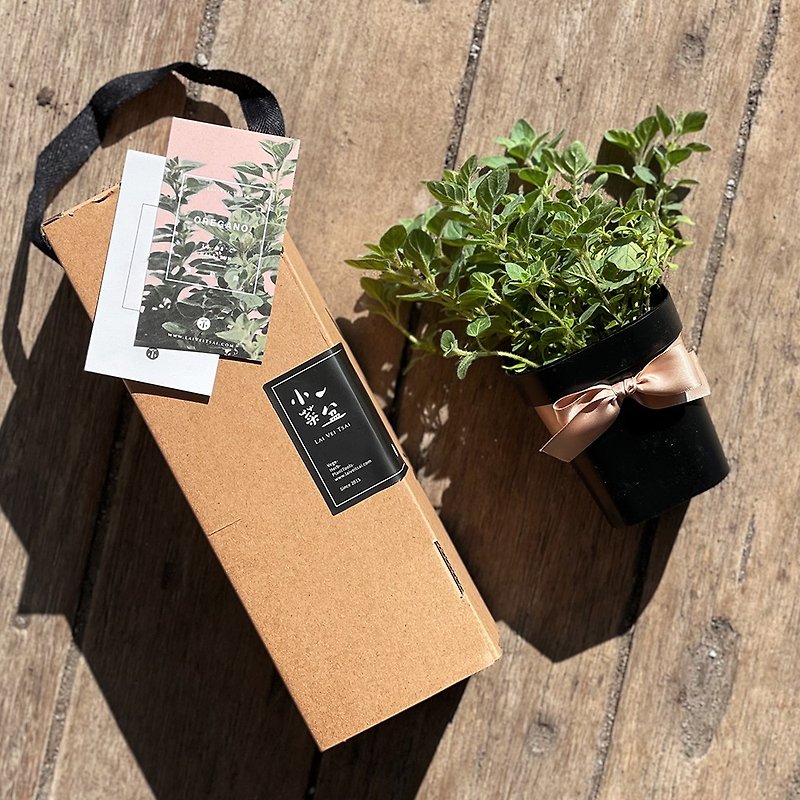 オレゴンピザハーブ_バニラ鉢植えギフト - 観葉植物 - 寄せ植え・花 