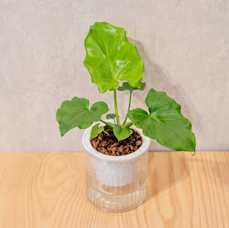 Little angel philodendron water-free potted indoor plant foliage plant gift office gadgets - Plants - Plants & Flowers 
