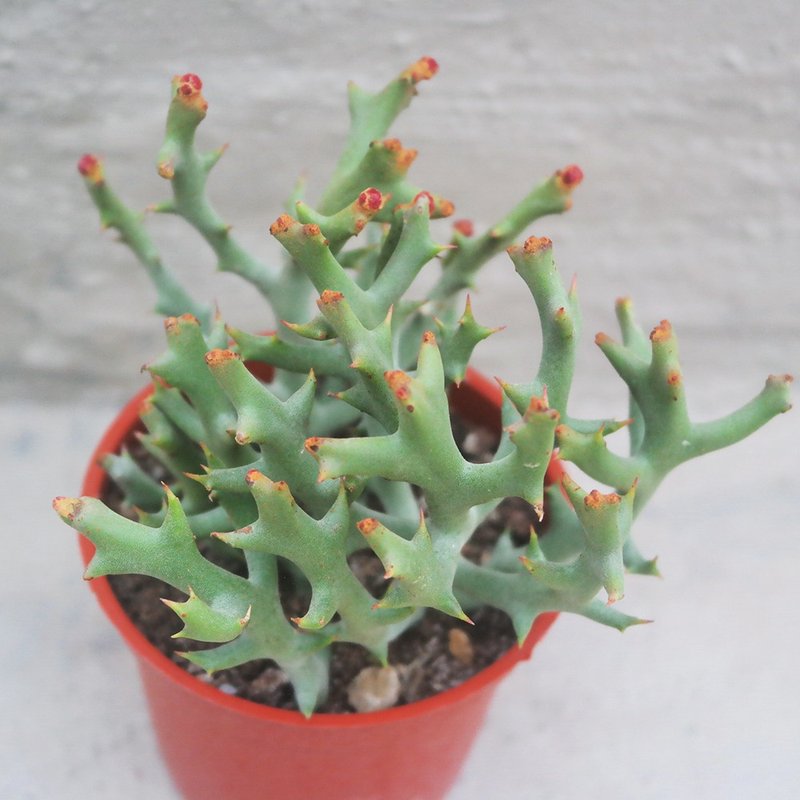 【荳荳多肉】【鹿角珊瑚】喬遷│送禮│升遷│多肉植物 - 盆栽/植栽 - 植物．花 多色