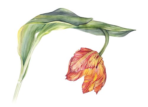 Inspiration Fiery tulip