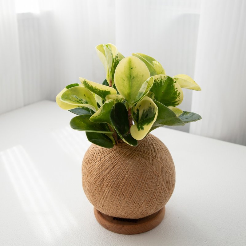 斑葉圓椒草 手作植栽苔球 - 植栽/盆栽 - 植物．花 