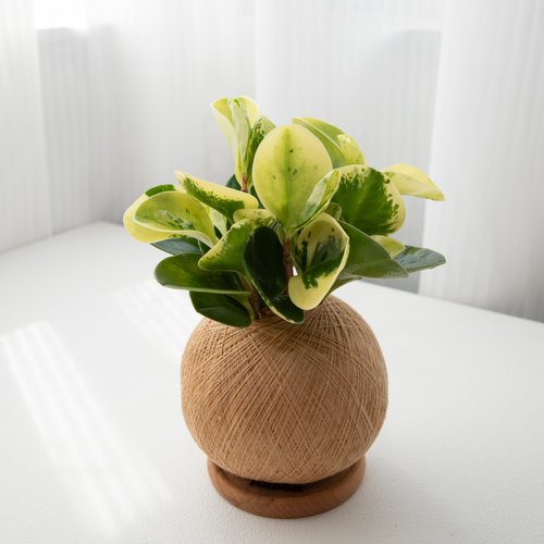 Friend Rabbit 友愛兔 斑葉圓椒草 手作植栽苔球