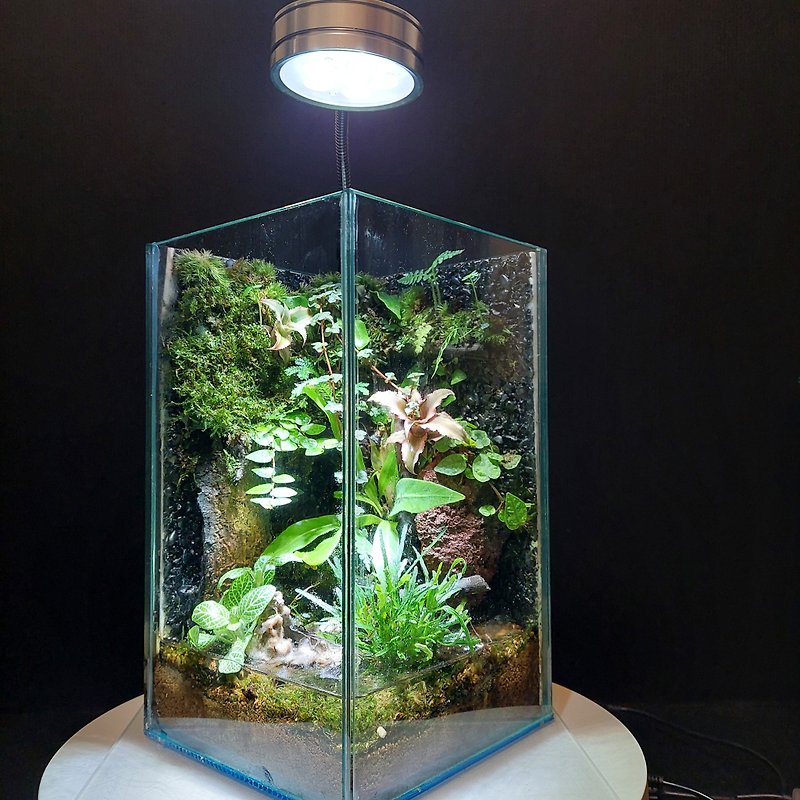 My dream stage**Variable combination AO-1525 ecological landscaping tank** - Plants - Glass 