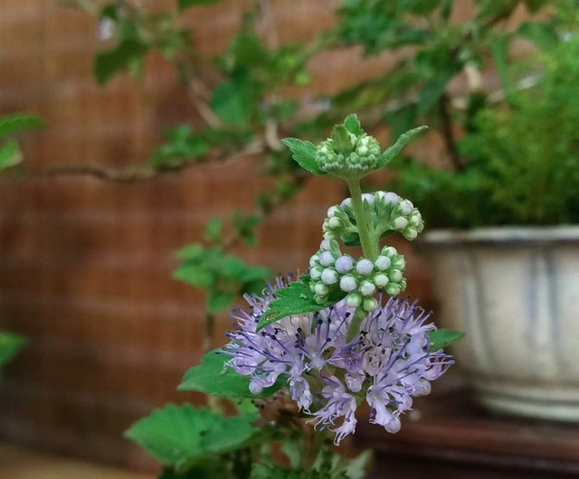301.昭山 雞血釉雲足楕円 盆栽鉢 植木鉢 16*13*5cm 日本姬玉簪山野草∣耀山窯雞血釉雲足鉢mu bonsai 翠庭- Pinkoi