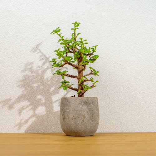 巧繪網植物館 銀杏樹 桌上型水泥盆栽 觀葉植物 禮物 盆栽 交換禮物 辦公室小物