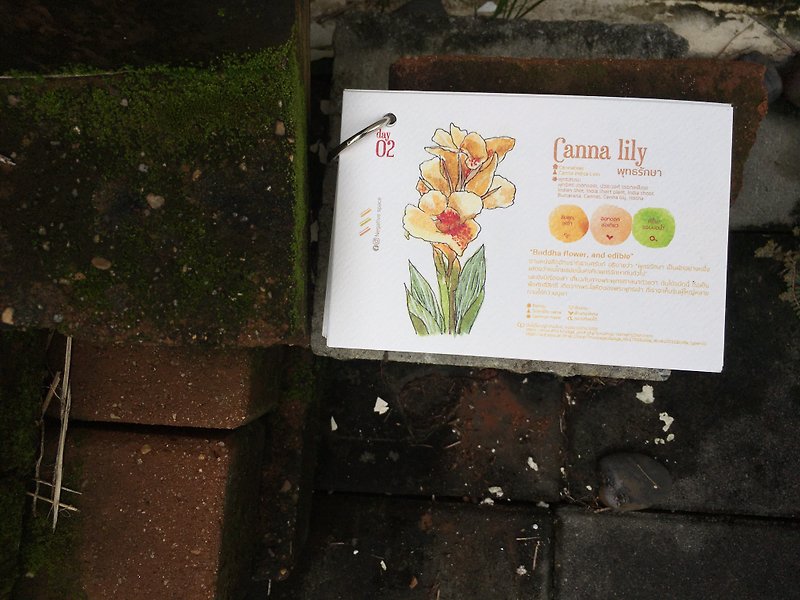 紙 卡片/明信片 - 【canna lily flower 】【calendar card】【Pinkoi Xmas 2022】【ของขวัญคริสต์มาส】