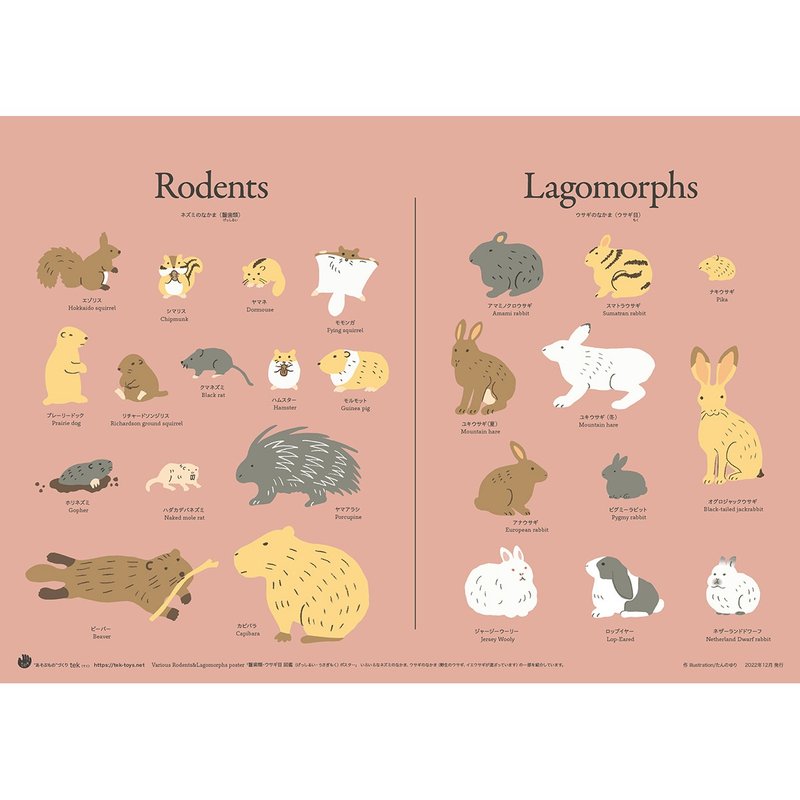 Poster/Rodents&Lagomorphs - โปสเตอร์ - กระดาษ สึชมพู