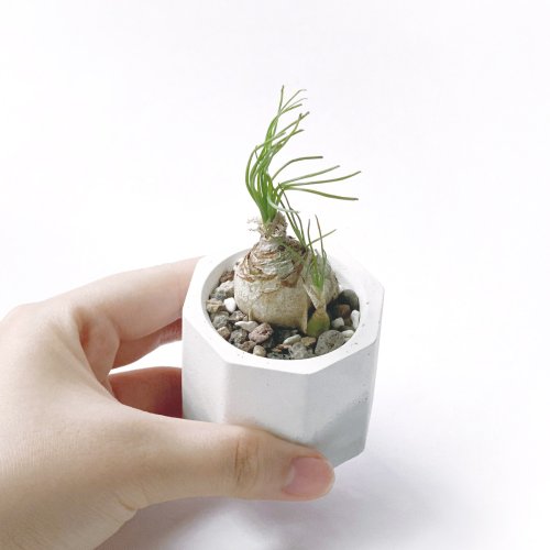 多肉植物 グレーと赤のグラデーション*8 カラフルな多肉丼を