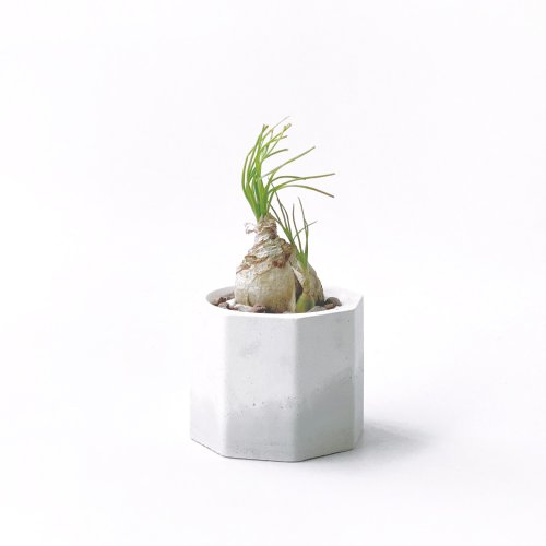 スポット)ホワイトグレーグラデーションシリーズ｜千値花小八角