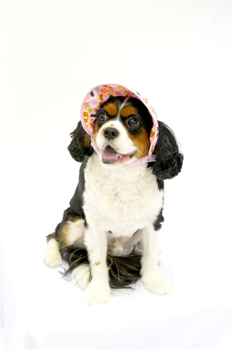 騎士國王查爾斯獵犬圖案太陽帽 寵物衣 - 寵物衣服 - 聚酯纖維 