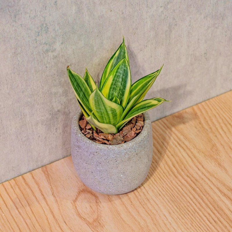 黃金虎尾蘭 桌上型水泥盆栽 觀葉植物 禮物 盆栽 交換禮物 植物 - 盆栽/植栽 - 植物．花 灰色