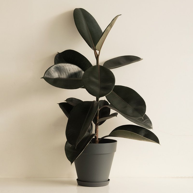 Black Prince Black Leaf Rubber Tree Large Plant_Dutch Design Minimalist Fog Basin - ตกแต่งต้นไม้ - พืช/ดอกไม้ 