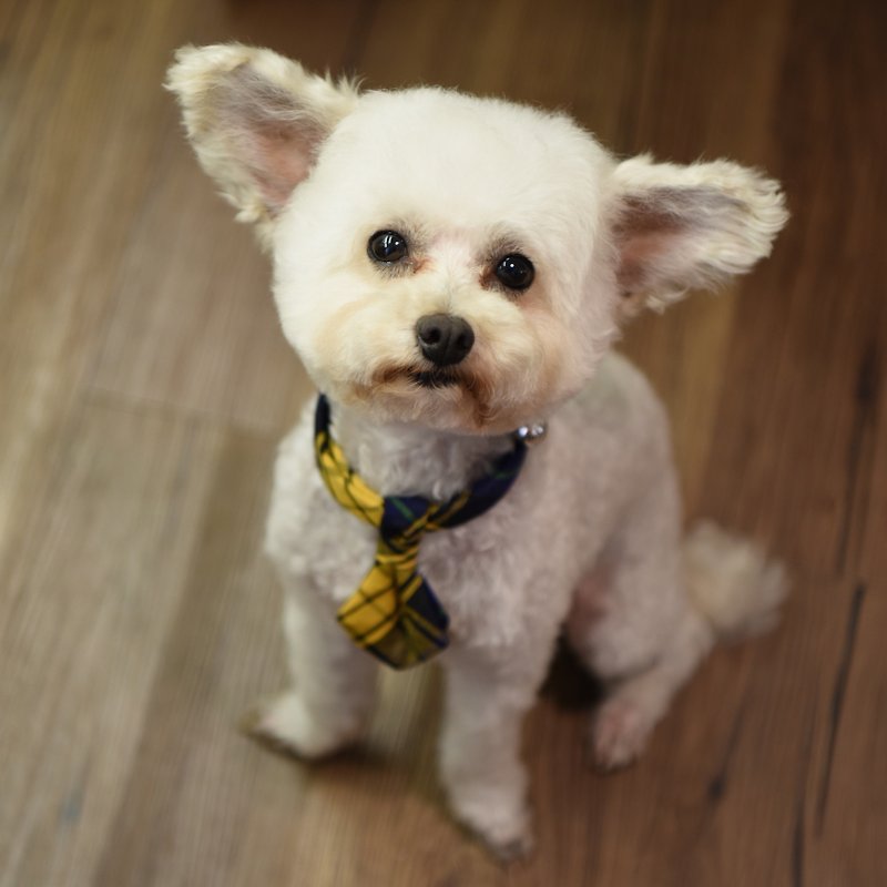 [ZAZAZOO] S code dog collar accessories - naughty yellow - without collar - Collars & Leashes - Polyester 