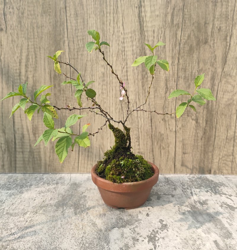 郁李盆栽 - 盆栽/植栽 - 植物．花 