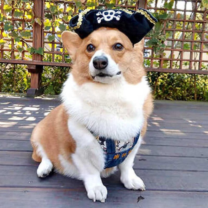 寵物玩具 狗狗帽子 派頭小子 海盜船長帽 啾啾聲 - 寵物衣服 - 環保材質 