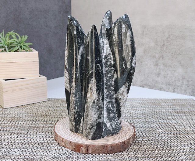 直角石の化石台座 丸太で飾られた直角石の装飾 - ショップ