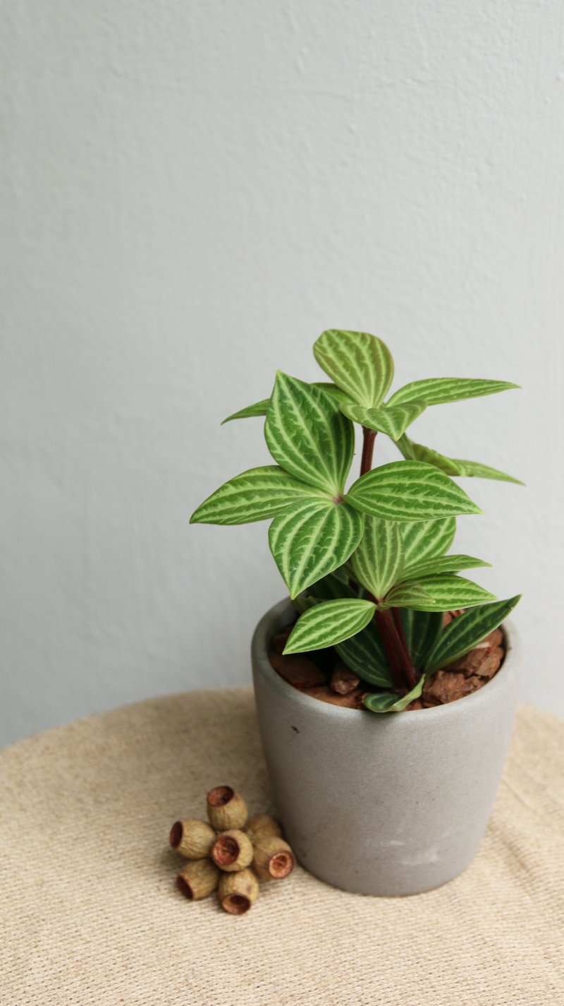 【療癒系列】室內盆栽  多葉蘭 白脈椒草 - 盆栽/植栽 - 植物．花 