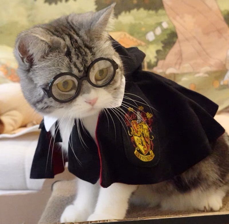 DOG&CAT Halloween Shirts Funny Cat Wizard Costume Cloak Red and Green - 寵物衣服 - 棉．麻 紅色