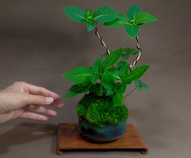 日本紫陽花アジサイ 霧島惠苔玉 設計館茉莉愛草mu Bonsai 植物 盆栽 盆景 Pinkoi