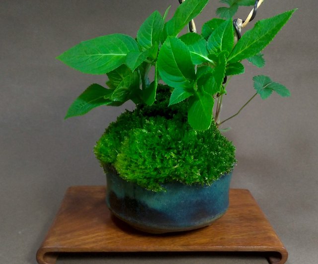 日本紫陽花アジサイ 霧島惠苔玉 設計館茉莉愛草mu Bonsai 植栽 盆栽 Pinkoi