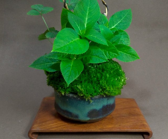日本紫陽花アジサイ 霧島惠苔玉 設計館茉莉愛草mu Bonsai 植栽 盆栽 Pinkoi