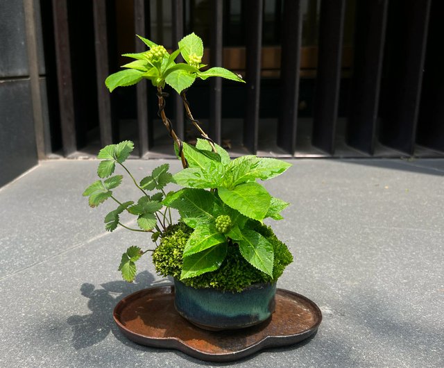 日本紫陽花アジサイ 霧島惠苔玉 設計館茉莉愛草mu Bonsai 植物 盆栽 盆景 Pinkoi